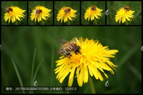 蒲公英大黃蜂