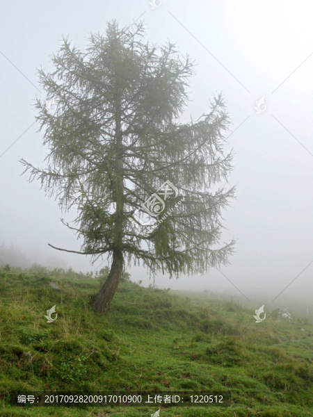 nebelalm