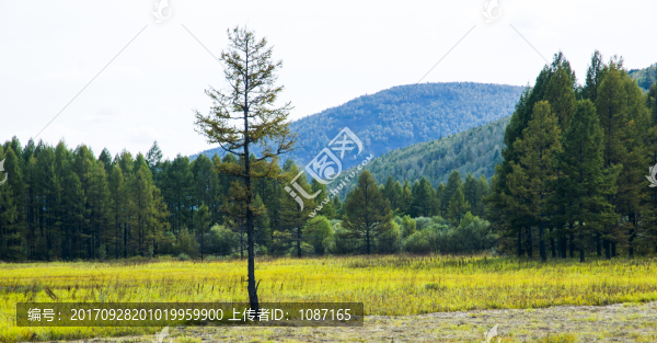 松樹林美景