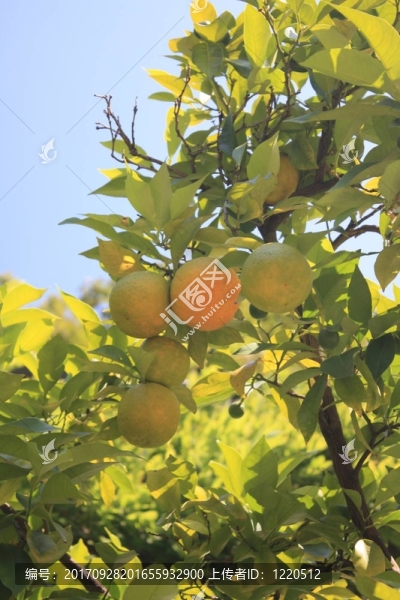 枳殼（酸橙）
