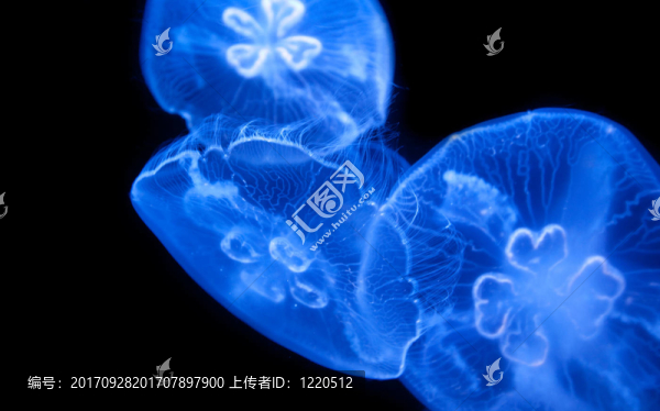水母