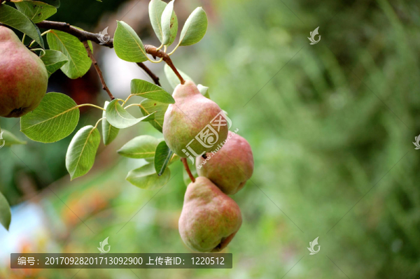 樹
