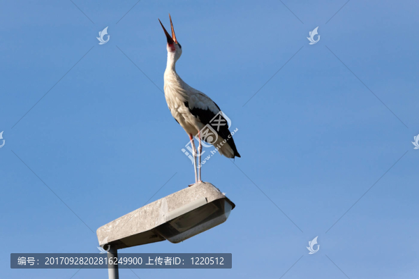鸛