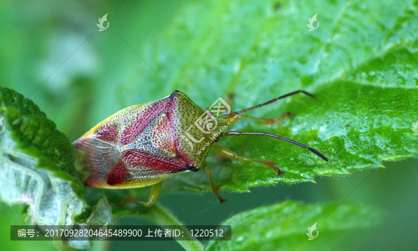 山楂盾的bug