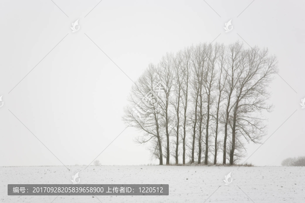 樹(shù)