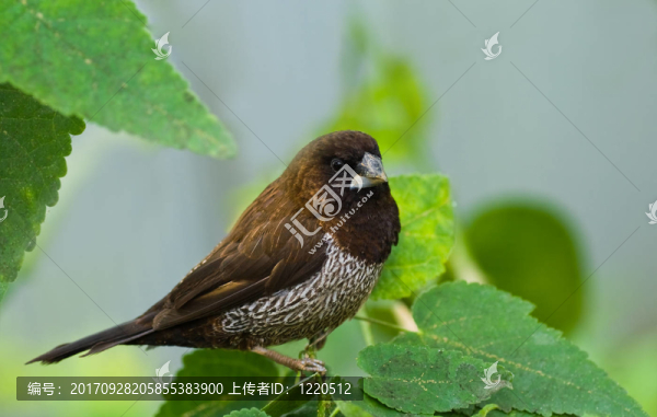 動(dòng)物