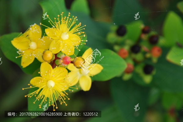 約翰泡菜漿果（貫葉連翹）