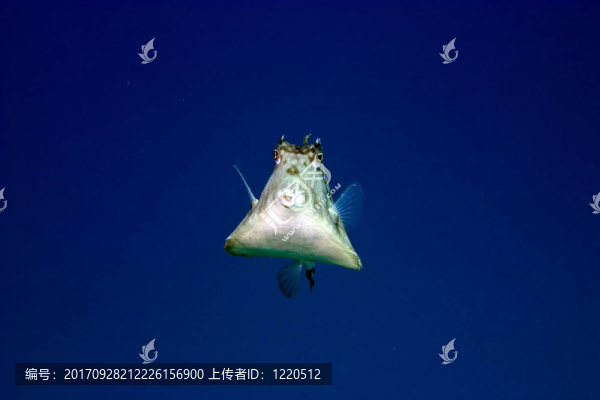 藍(lán)