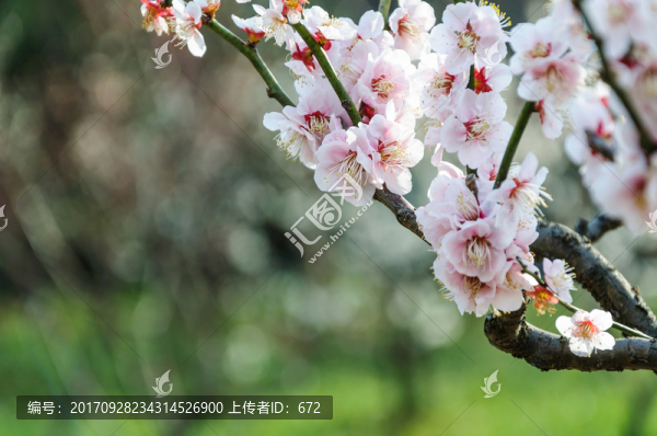 梅花