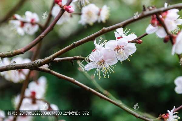 梅花