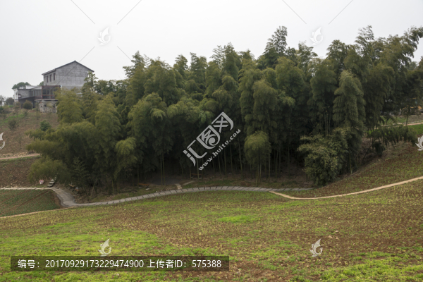 竹林