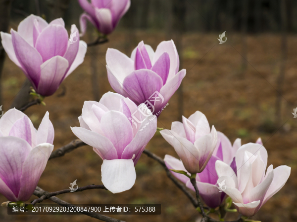 玉蘭花
