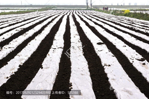地膜