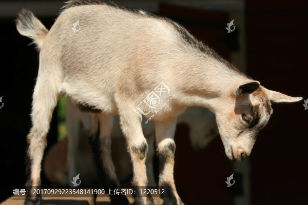 動物