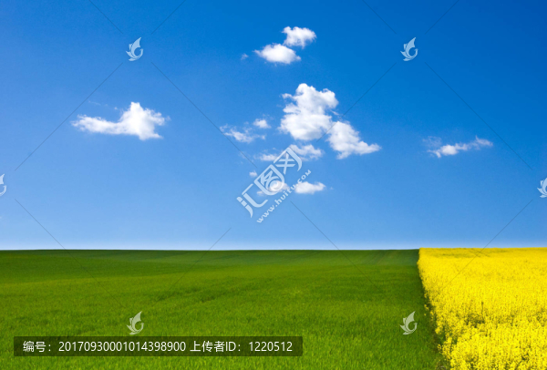 rapsfeld