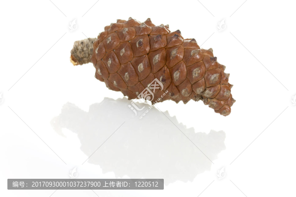 白錐