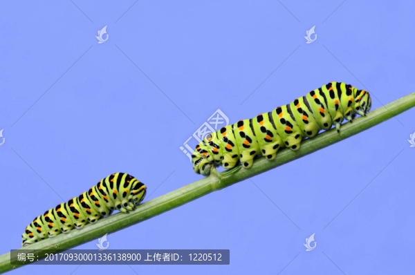卡特彼勒
