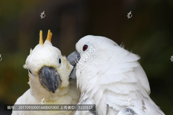感情