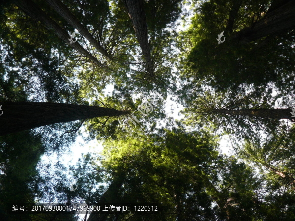 紅杉