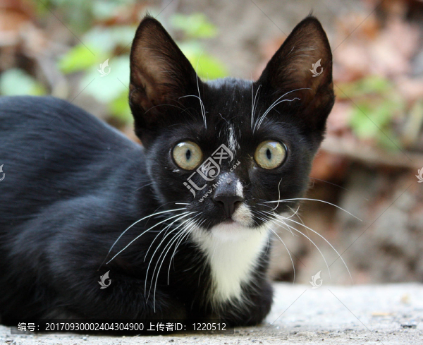 katzenblick