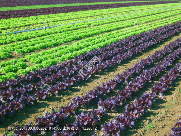 salatfeld