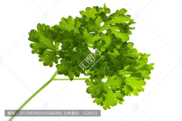 歐芹，可選白色