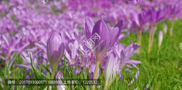 球根花卉