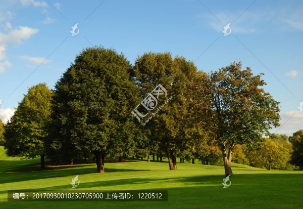 公園里的樹(shù)