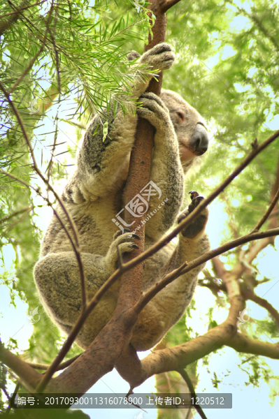 動物