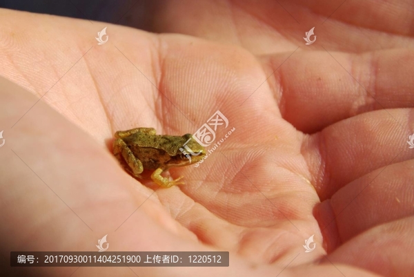 小青蛙