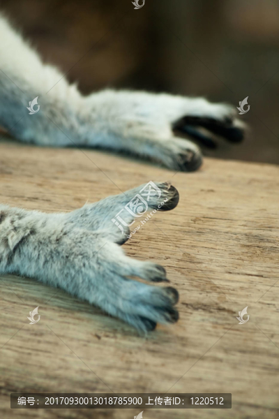 狐猴
