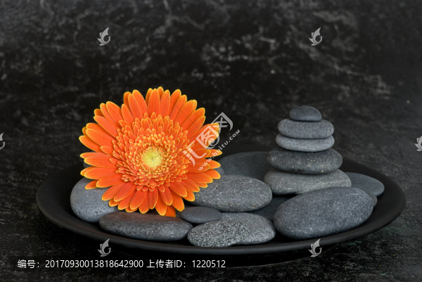 非洲菊