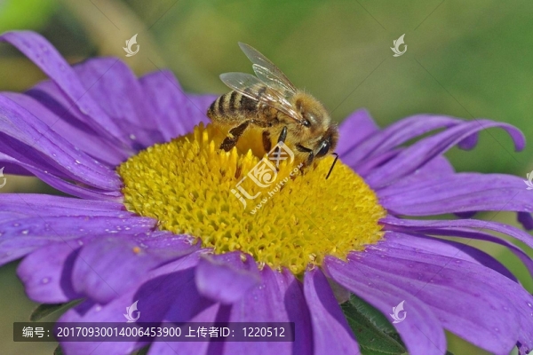 蜜蜂的ASTER,5（dsc-1615-a-b）