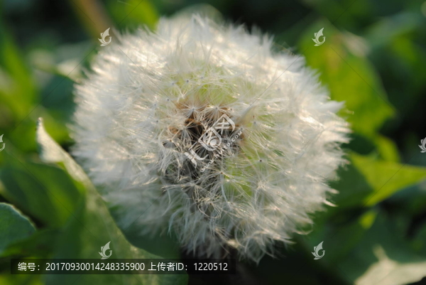 蒲公英