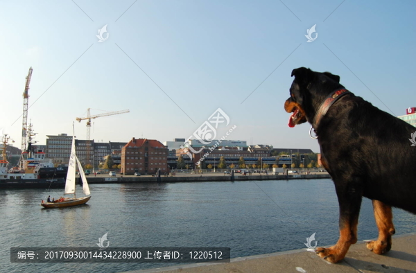 狗看帆