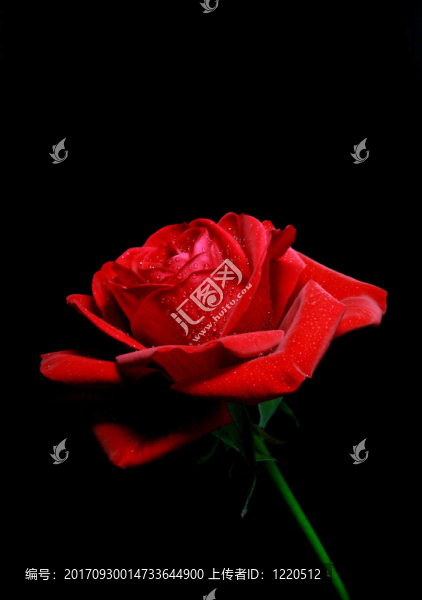 花卉