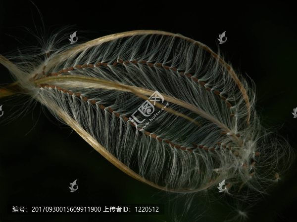samenstand,-柳葉菜