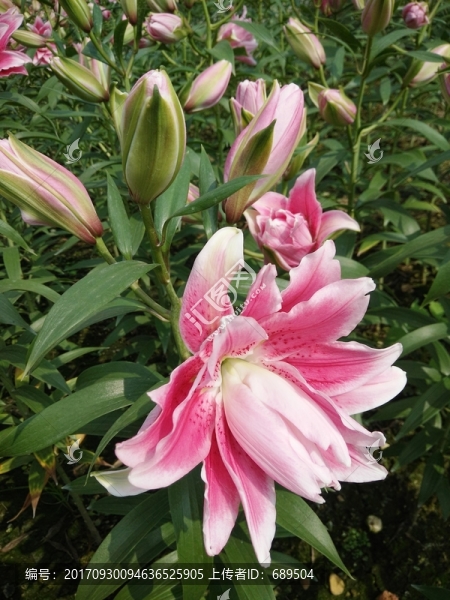花卉
