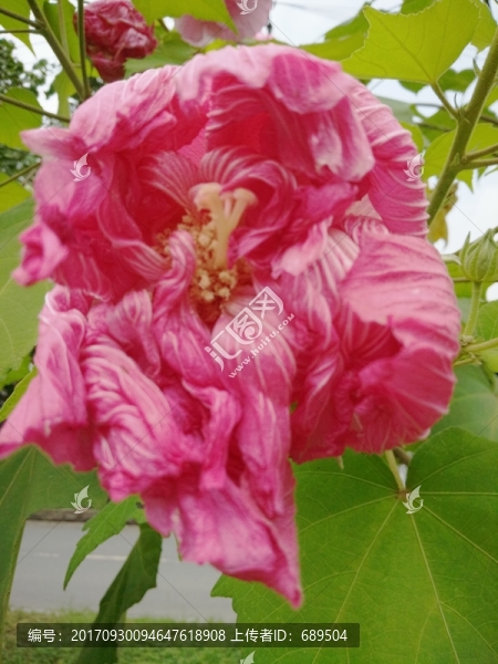 芙蓉花