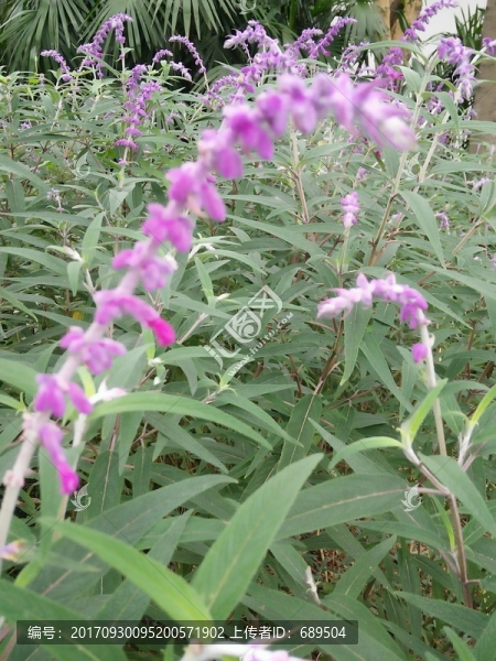 花卉