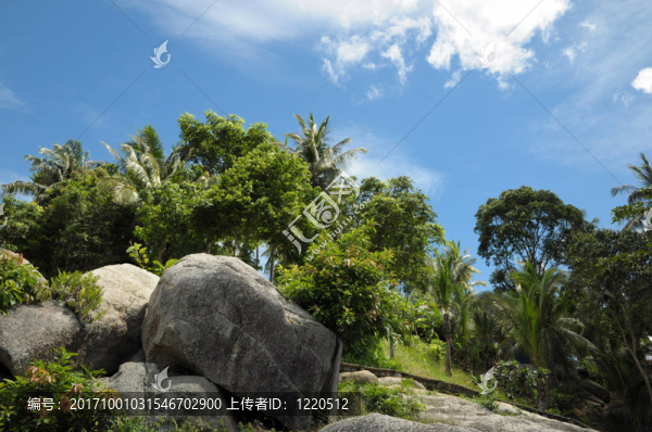 熱帶花園