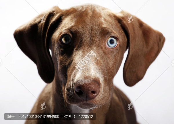 威瑪獵犬的小狗