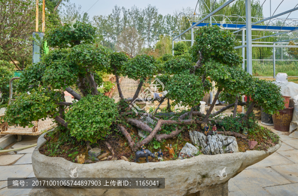 大盆景,高清