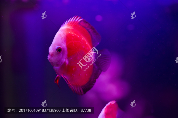 金魚