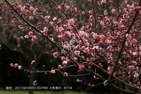 梅花