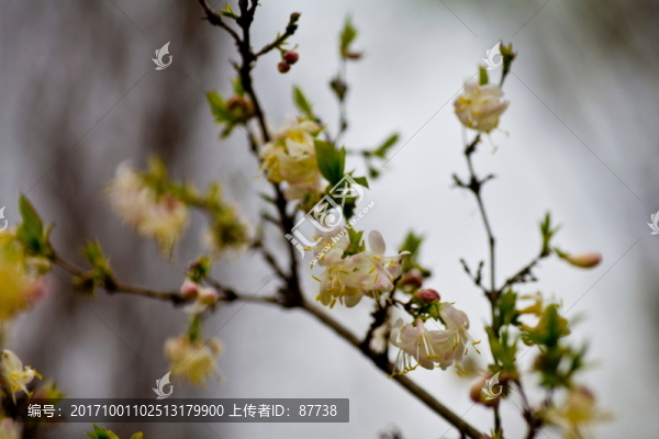 梅花