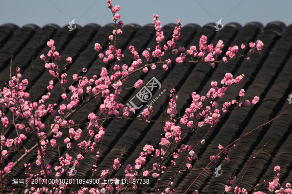梅花