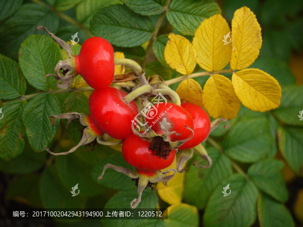 玫瑰rosa,rugosa
