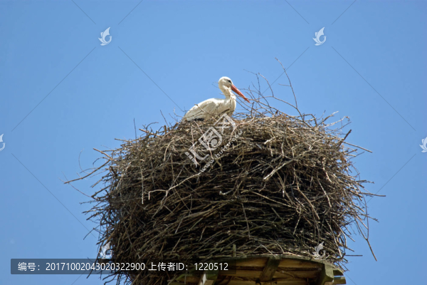 鸛巢