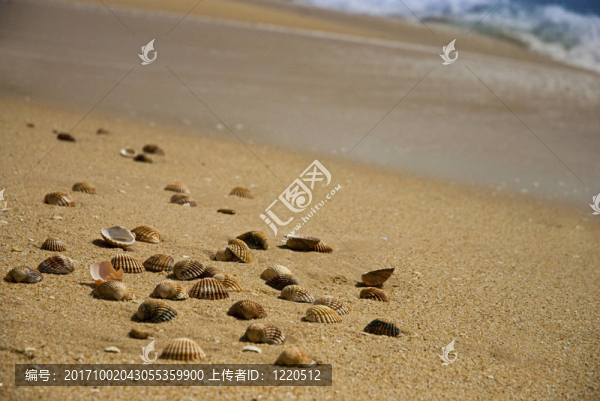 沙灘上的貝殼